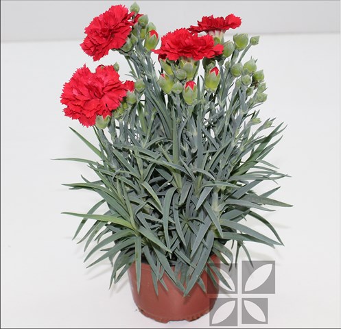 Dianthus Carnelia image6